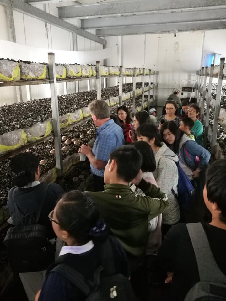 解說蘑菇生長過程