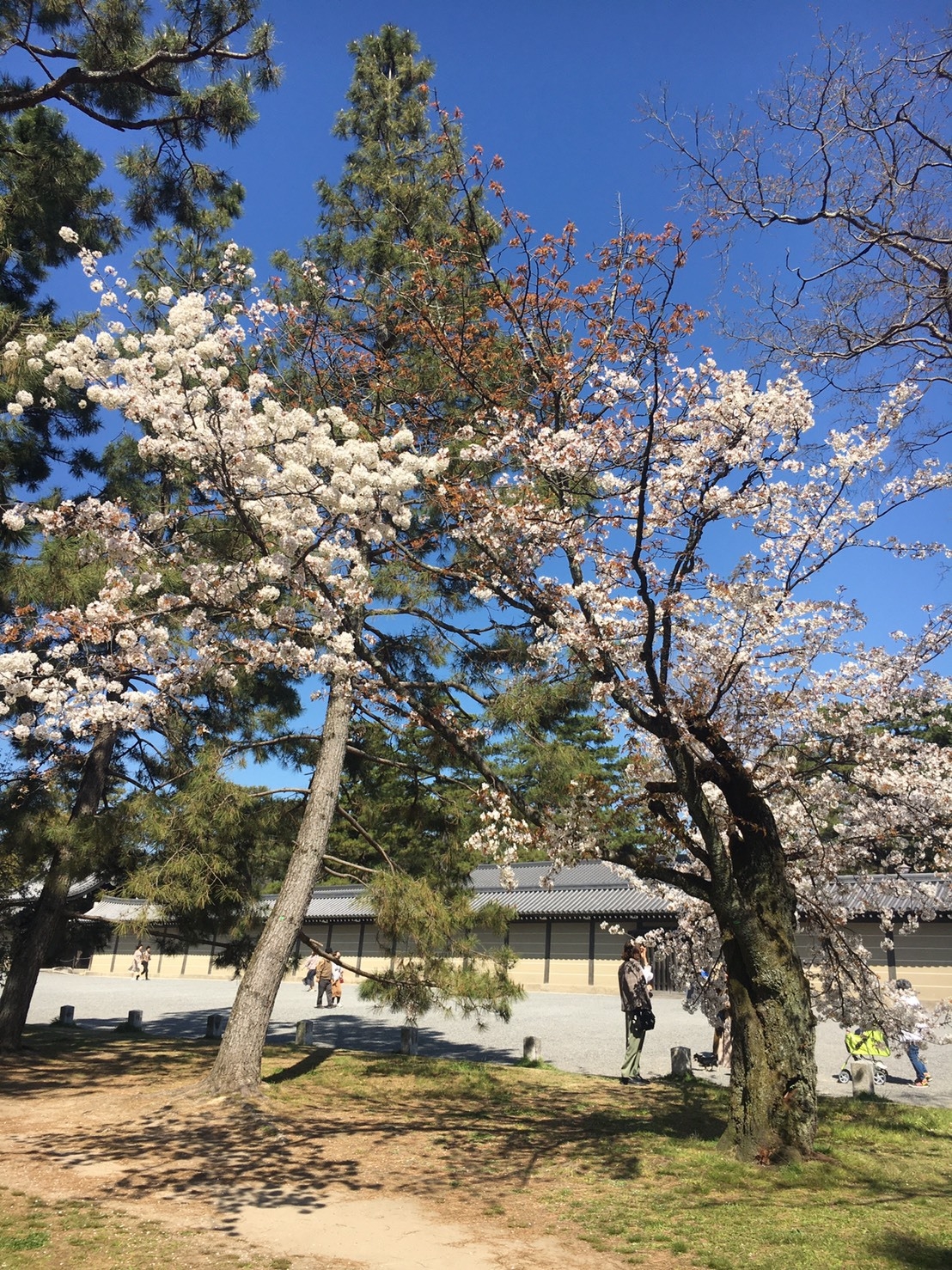 京都御所櫻花