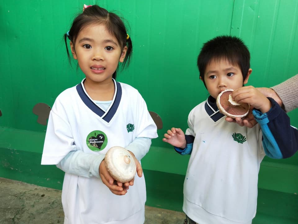 採收大蘑菇收穫滿滿