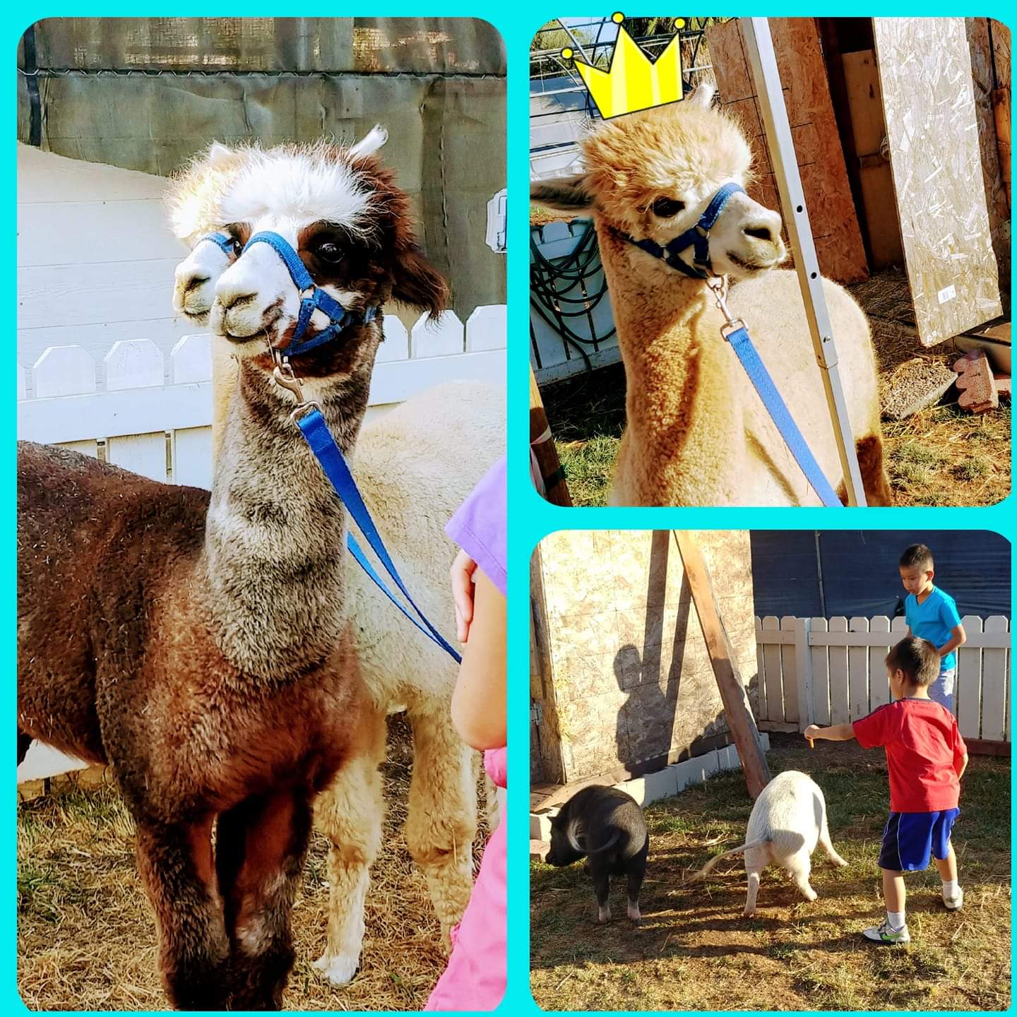 看了植物還有可愛的動物，可以摸摸拍拍。