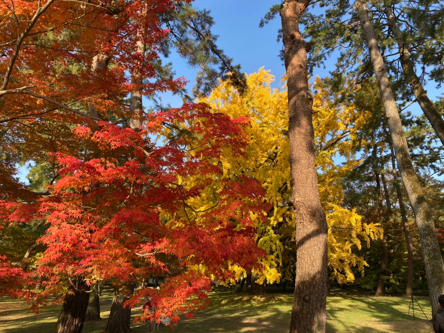 楓葉與銀杏的美景
