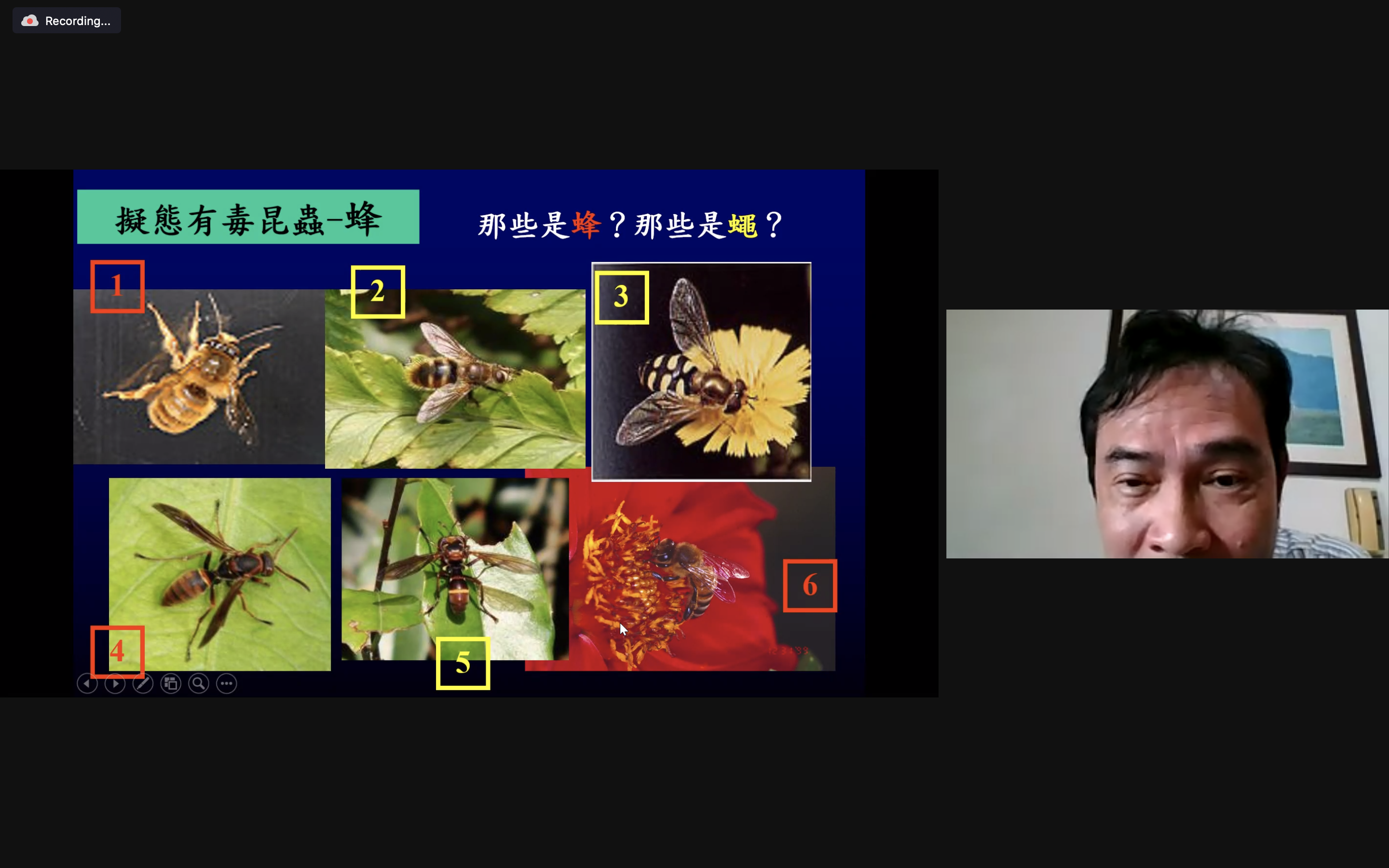 擬態（mimicry）的昆蟲