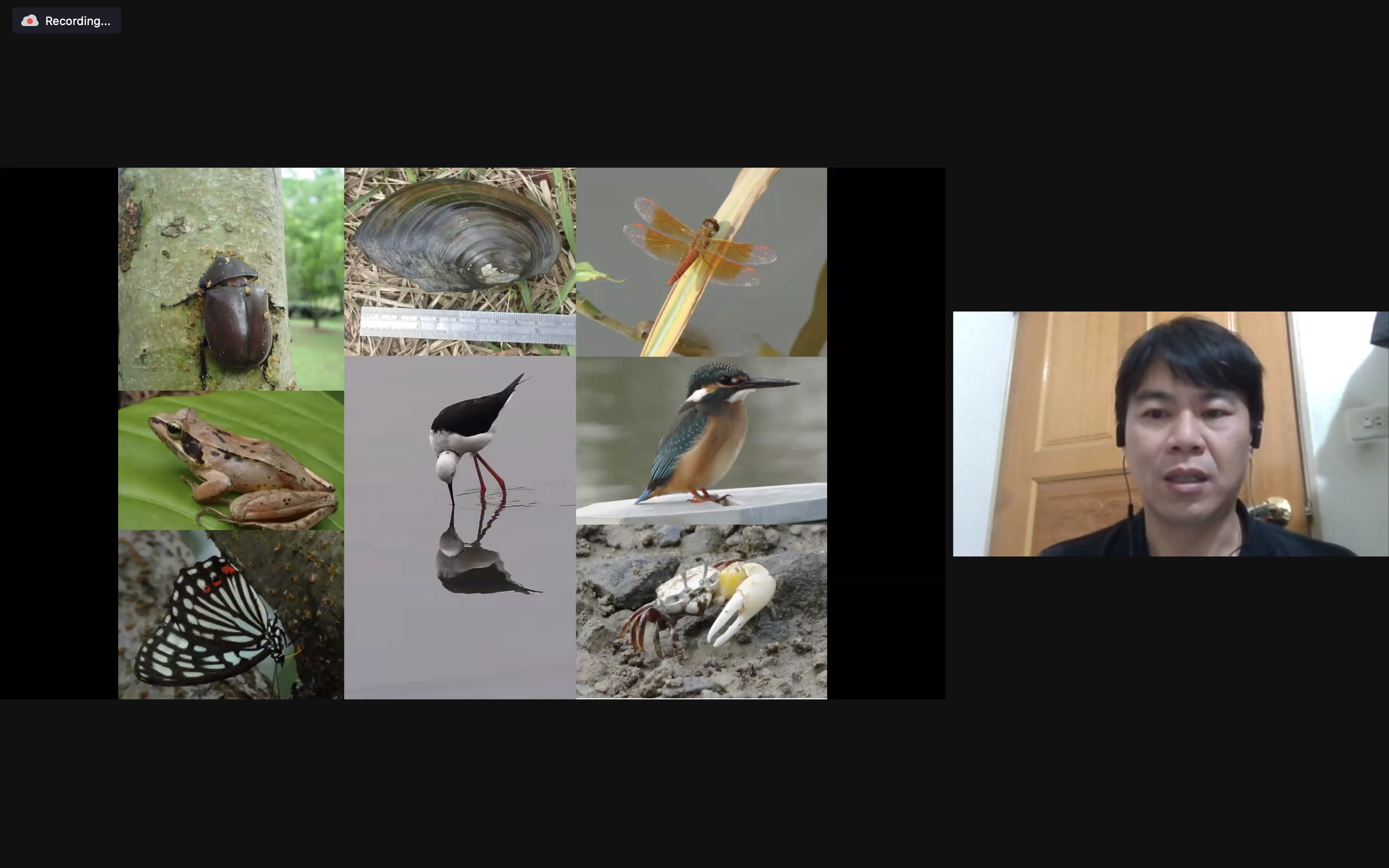 關渡自然公園棲息的動物