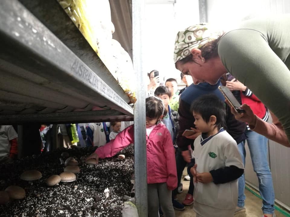 學童親自動手採摘蘑菇
